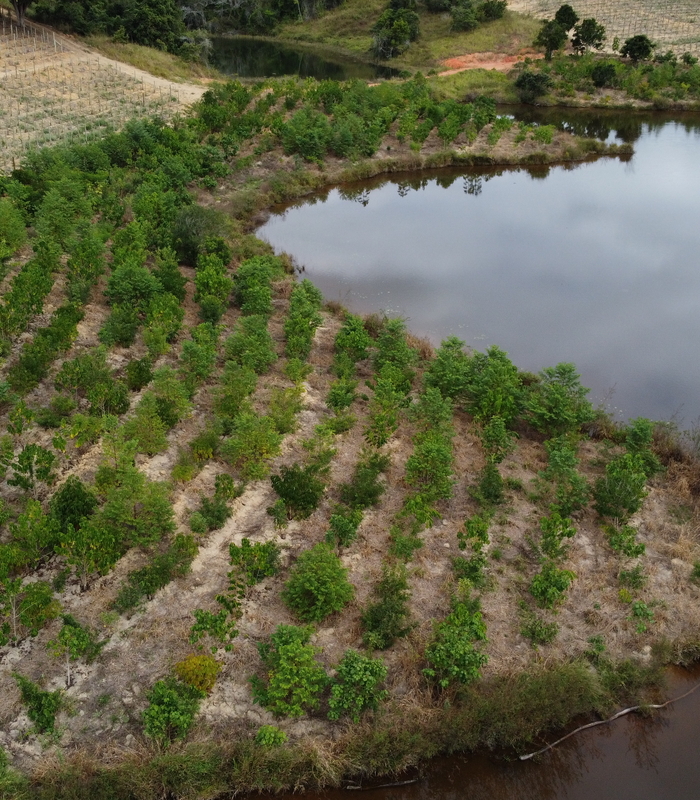 Agro: as vantagens (e as necessidades) de implantar a restauração florestal