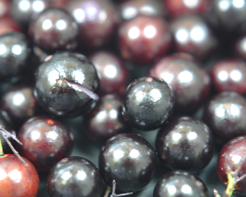 Jabuticaba